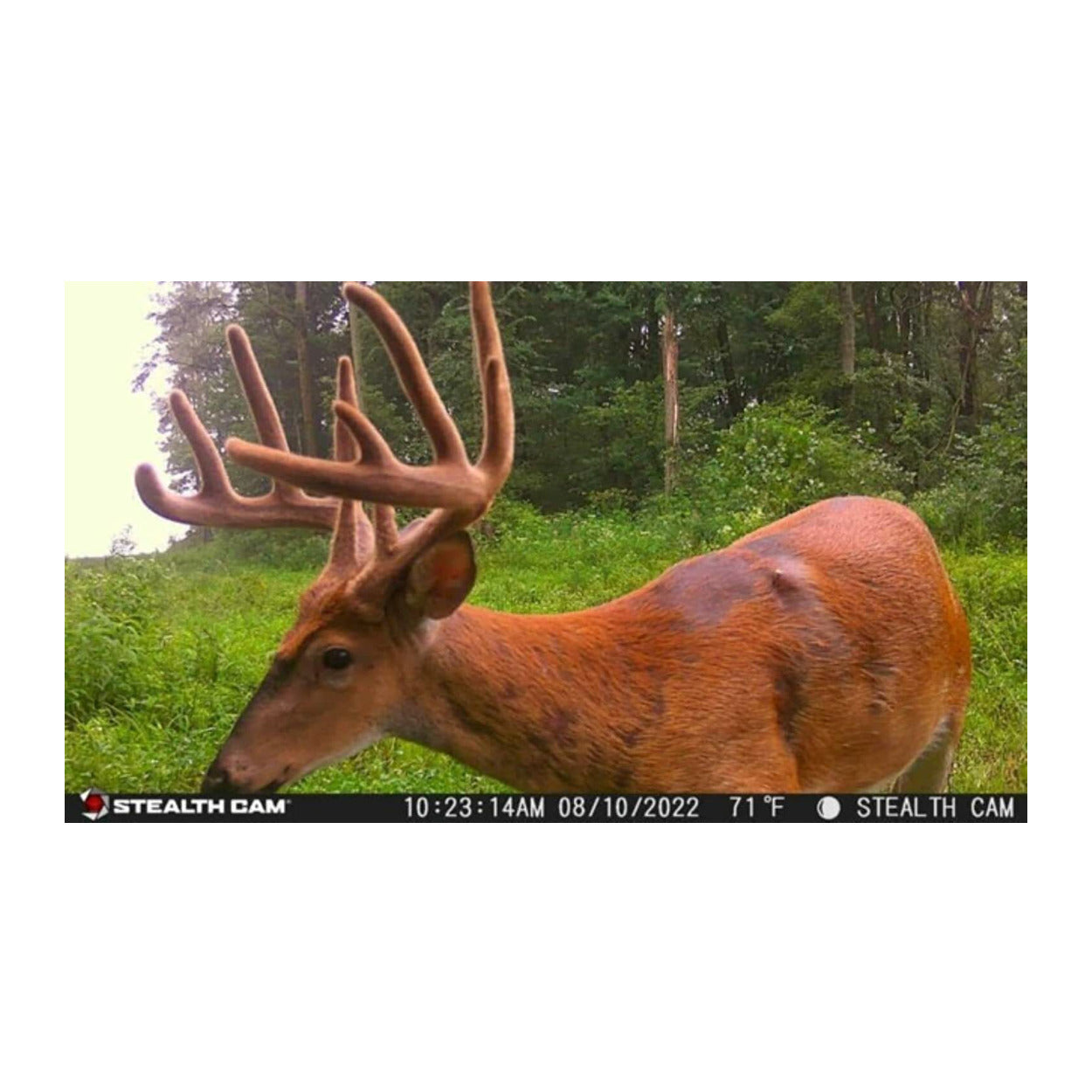 StealthCam G42 No-Glo Trail Game Camera with 32GB Memory Card Bundle